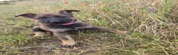 German Shepherd dogs for sale: Working line german shepherd puppies - Advert 26