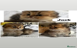 Scottish Fold cats for sale: Pedigree cutest SFLH kittens   - Image 19