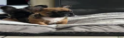 French Bulldog dogs for sale: Kc reg Fluffy french bulldog puppies visual - Advert 7