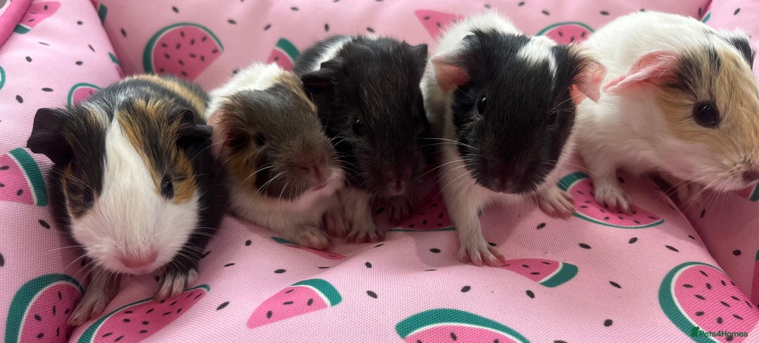 Guinea Pig rodents for sale: Baby guinea pigs - boys and girls available - Image 2