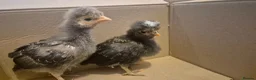 Chickens poultry for sale: 4 chicks available. 2 polskie, 2 polish  - Advert 5
