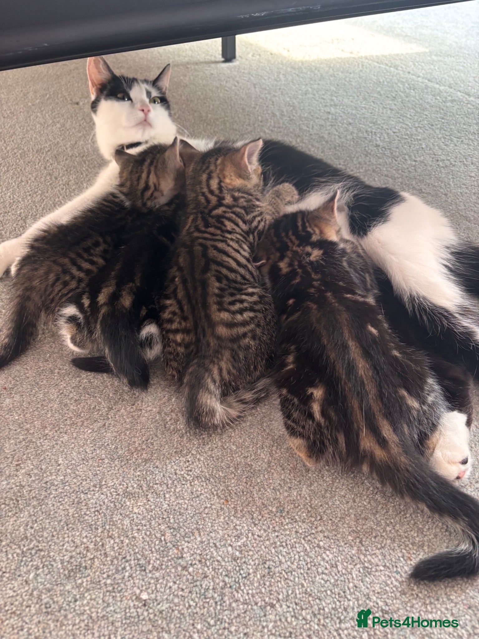 Mixed Breed cats 4 beautiful kittens for sale - Advert 5