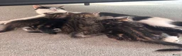 Mixed Breed cats for sale: 4 beautiful kittens for sale in Kirknewton - Advert 1