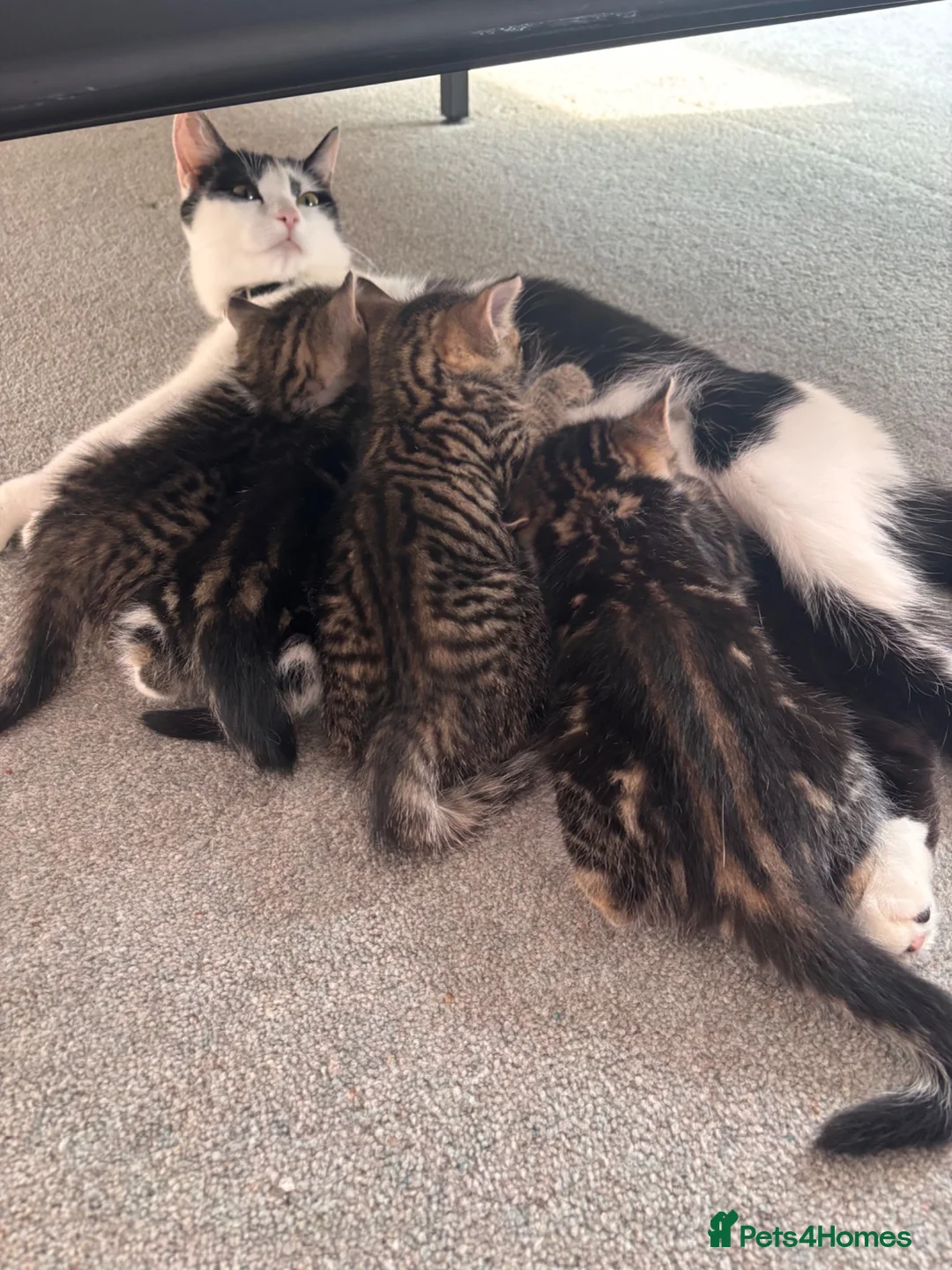 Mixed Breed cats for sale: 4 beautiful kittens for sale in Kirknewton - Advert 1