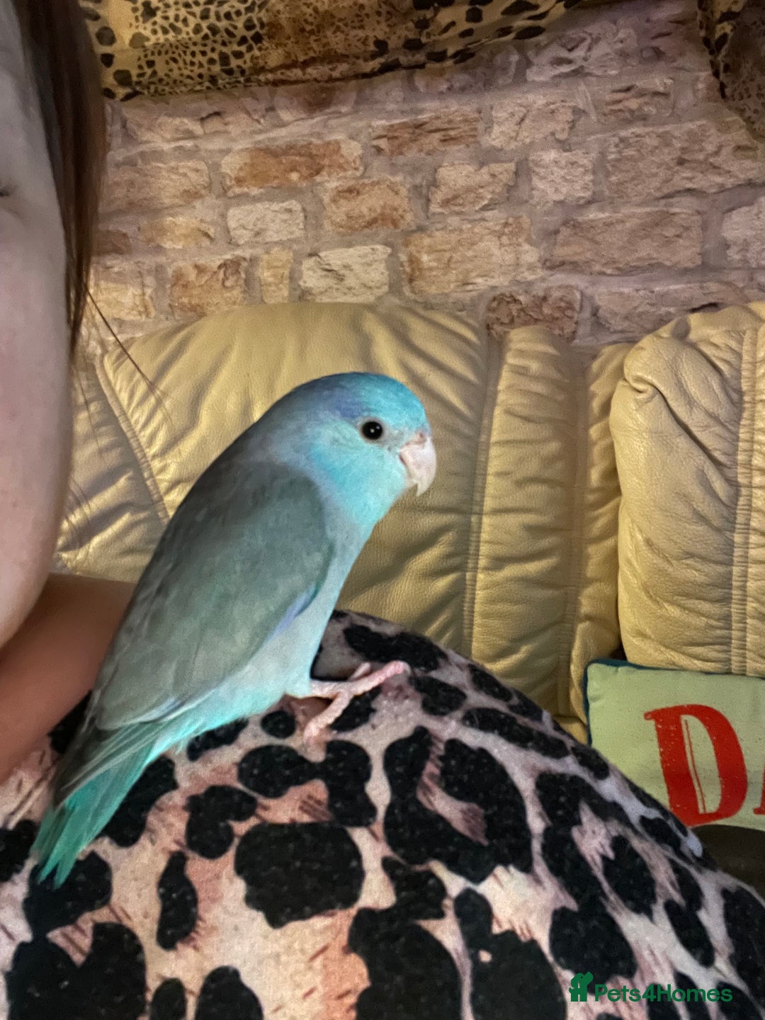 Parakeets birds for sale: Beautiful hand tamed baby specific parottlet  - Advert 2