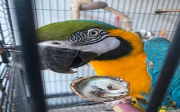 Macaws birds for sale: 6yr old Blue/Gold Wing Macaw  - Image 24