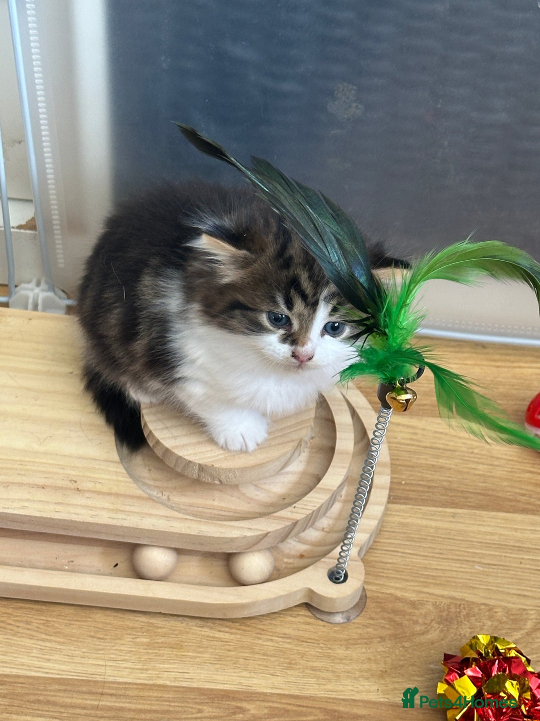 British Longhair cats for sale: Ready Now!! Beautiful BLH Kittens 💜🐾 - Image 20