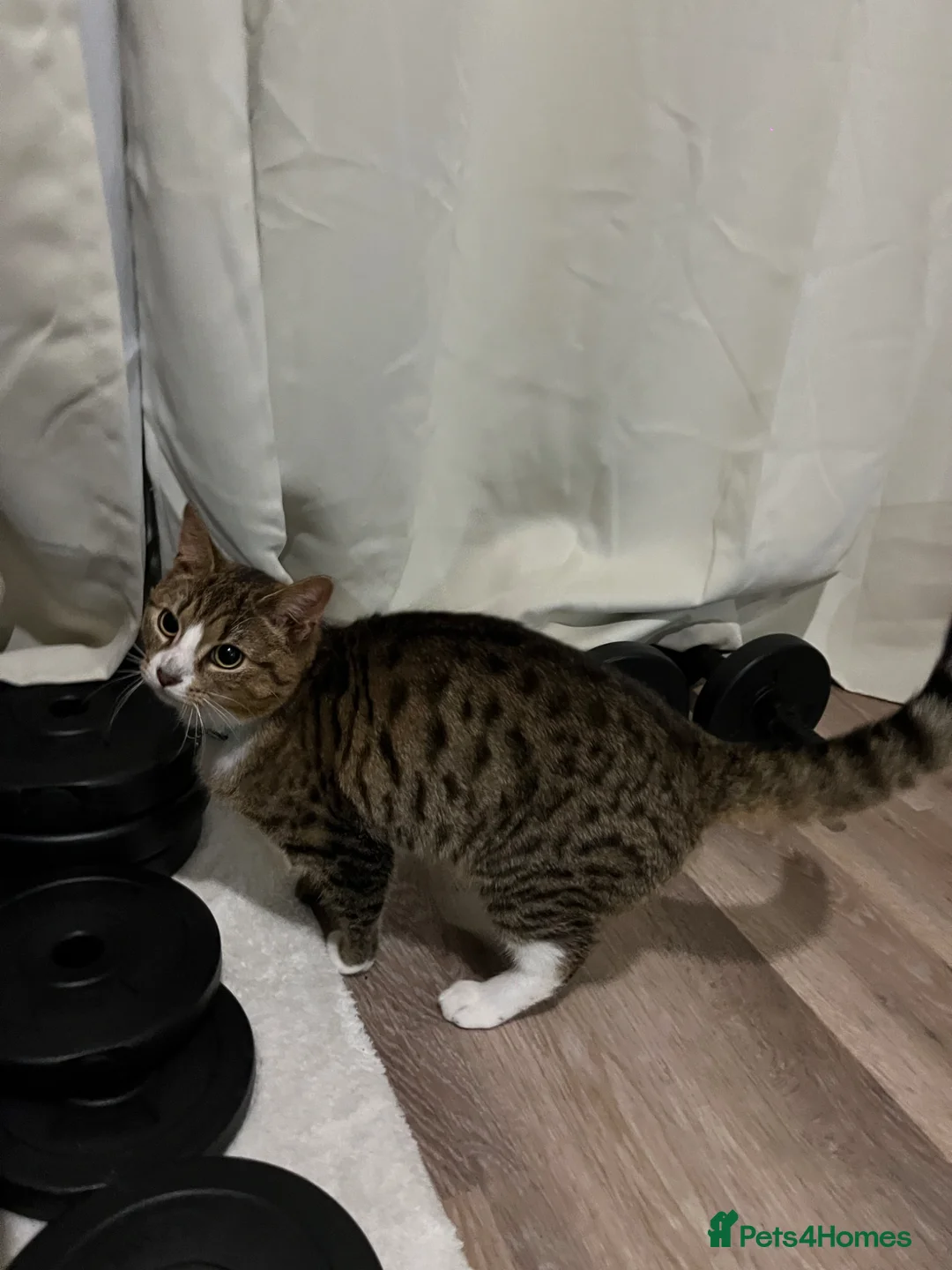 Mixed Breed cats for sale: Nine month old kitten in Manchester - Advert 2