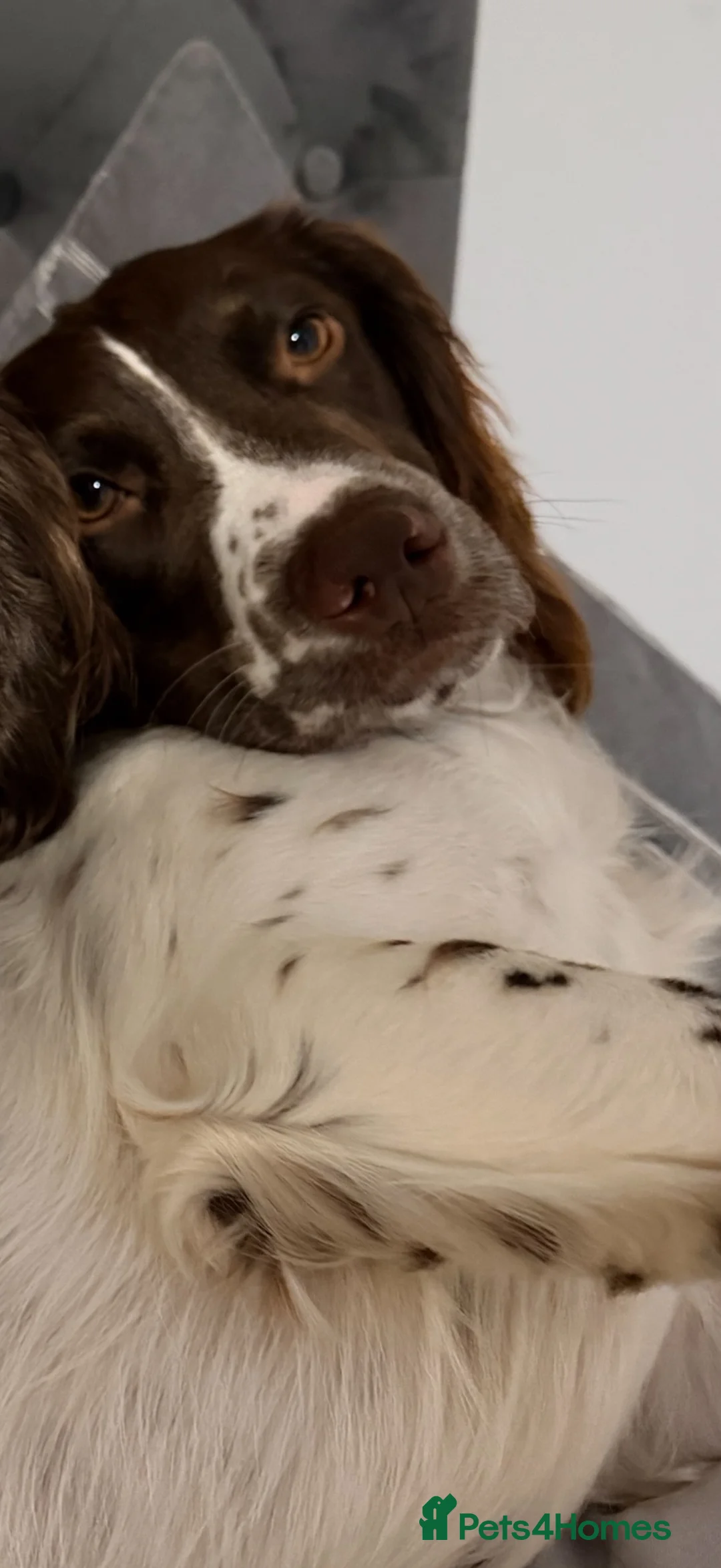 English Springer Spaniel dogs for sale: Springer Spaniel  - Advert 2
