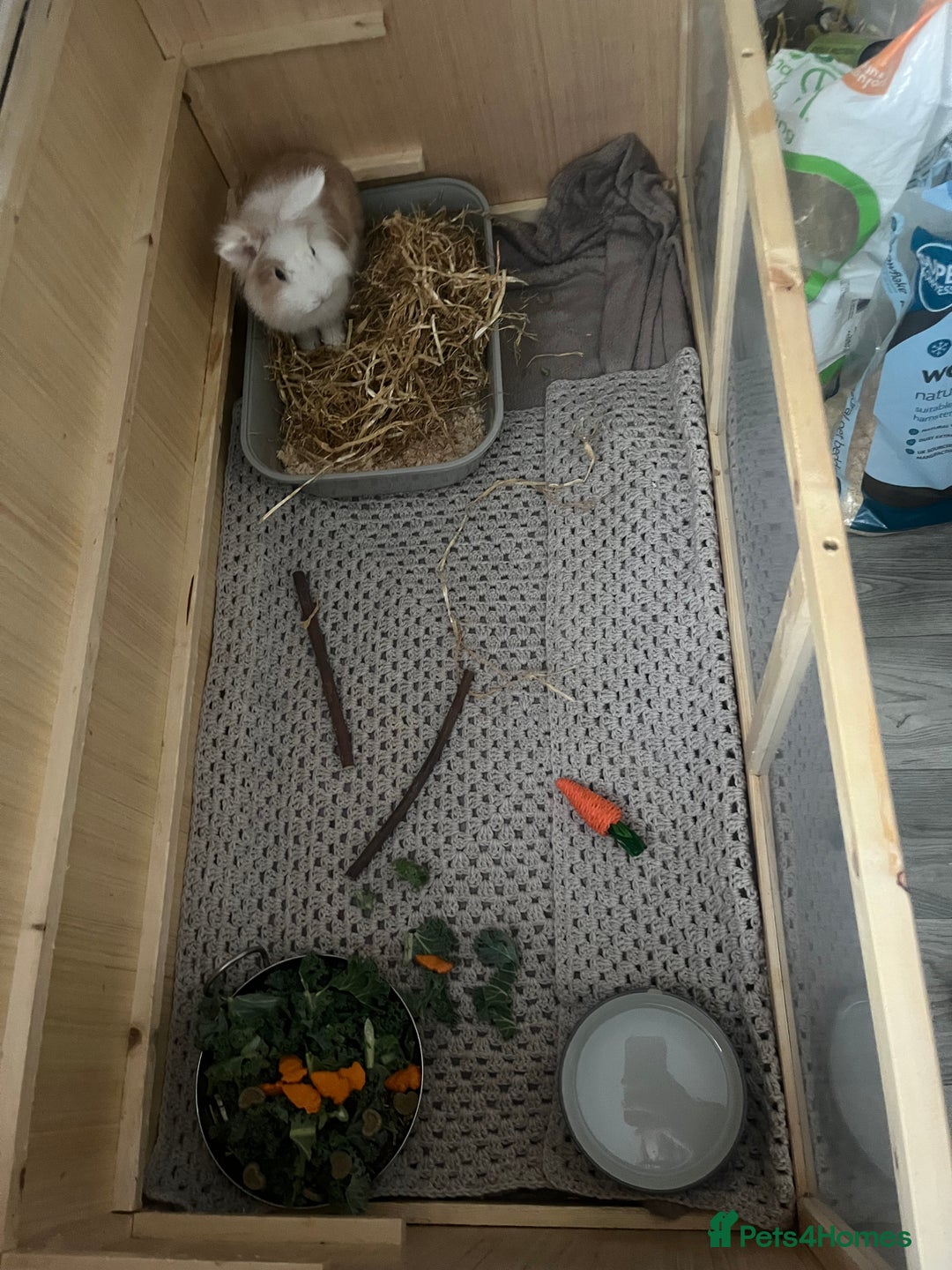 Lionhead rabbits for sale: Lionhead rabbit  - Image 3