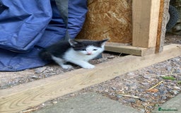 Mixed Breed cats for sale:  Adorable Black and White kittens  - Image 2