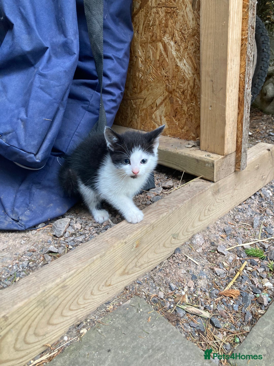 Mixed Breed cats for sale:  Adorable Black and White kittens  - Image 2