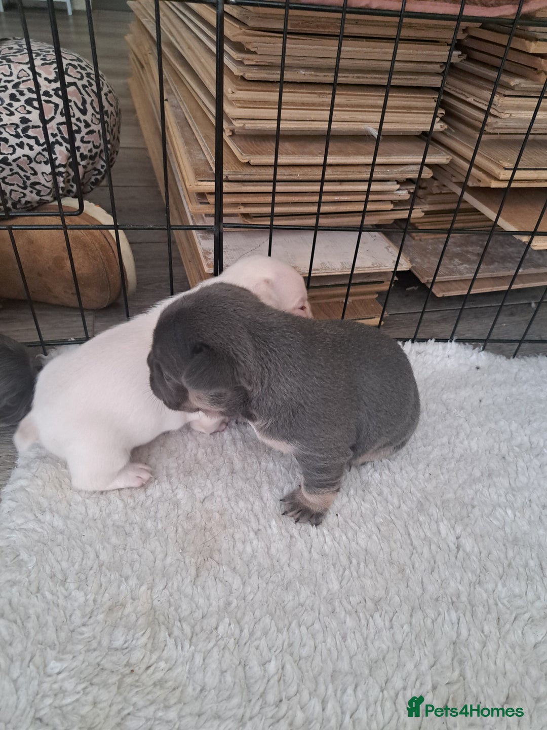 French Bulldog dogs for sale: French fancies puppies  - Image 7