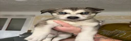 Northern Inuit dogs for sale: Northern Inuit puppies  in Wirral - Advert 9