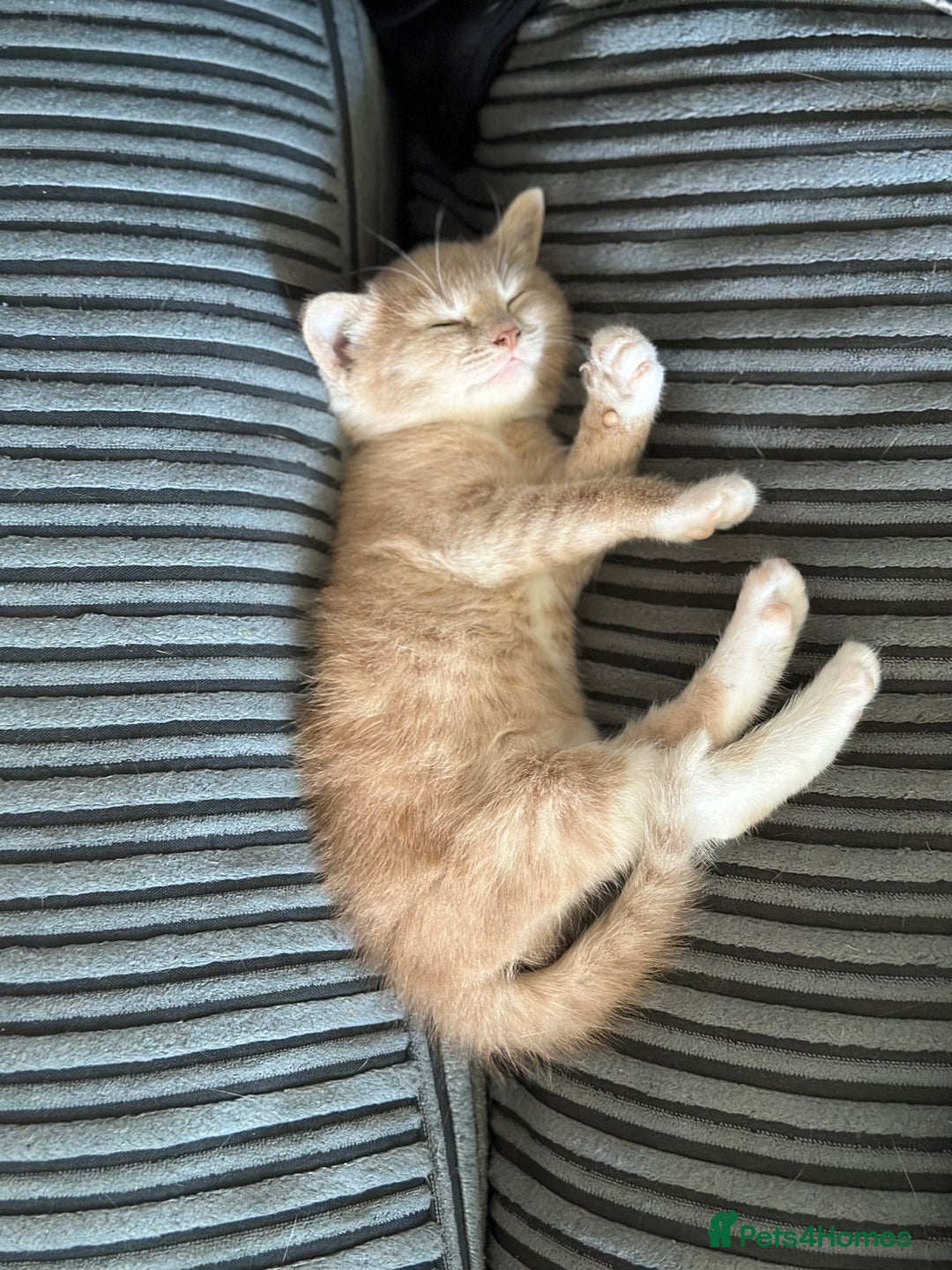 Mixed Breed cats for sale: Male kitten for sale  - Image 1