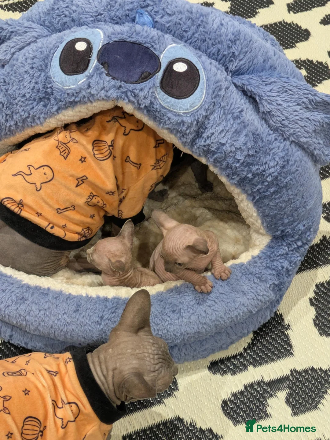 Sphynx cats for sale: Looking for for ever home ready for  **   in Merthyr Tydfil - Advert 21