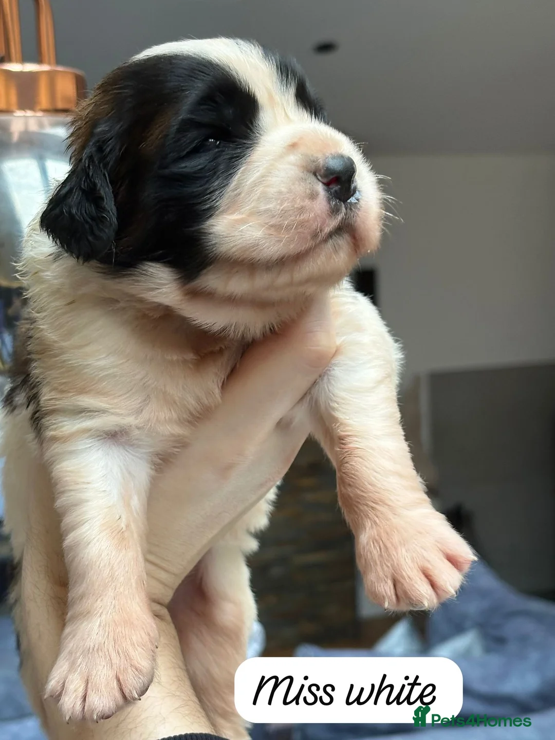 Saint Bernard dogs for sale: Outstanding Saint Bernard KC Reg Puppies  - Advert 7