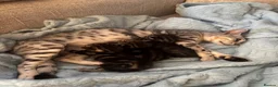 Bengal cats for sale: 2 Bengal Girl Kittens in Plymouth - Advert 6