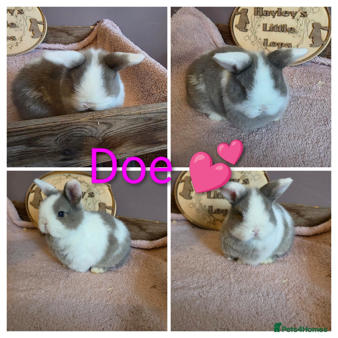 Mini Lop rabbits for sale: Gorgeous pure breed mini lops  - Advert 6