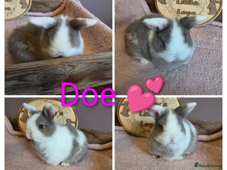 Mini Lop rabbits Gorgeous pure breed mini lops - Advert 1