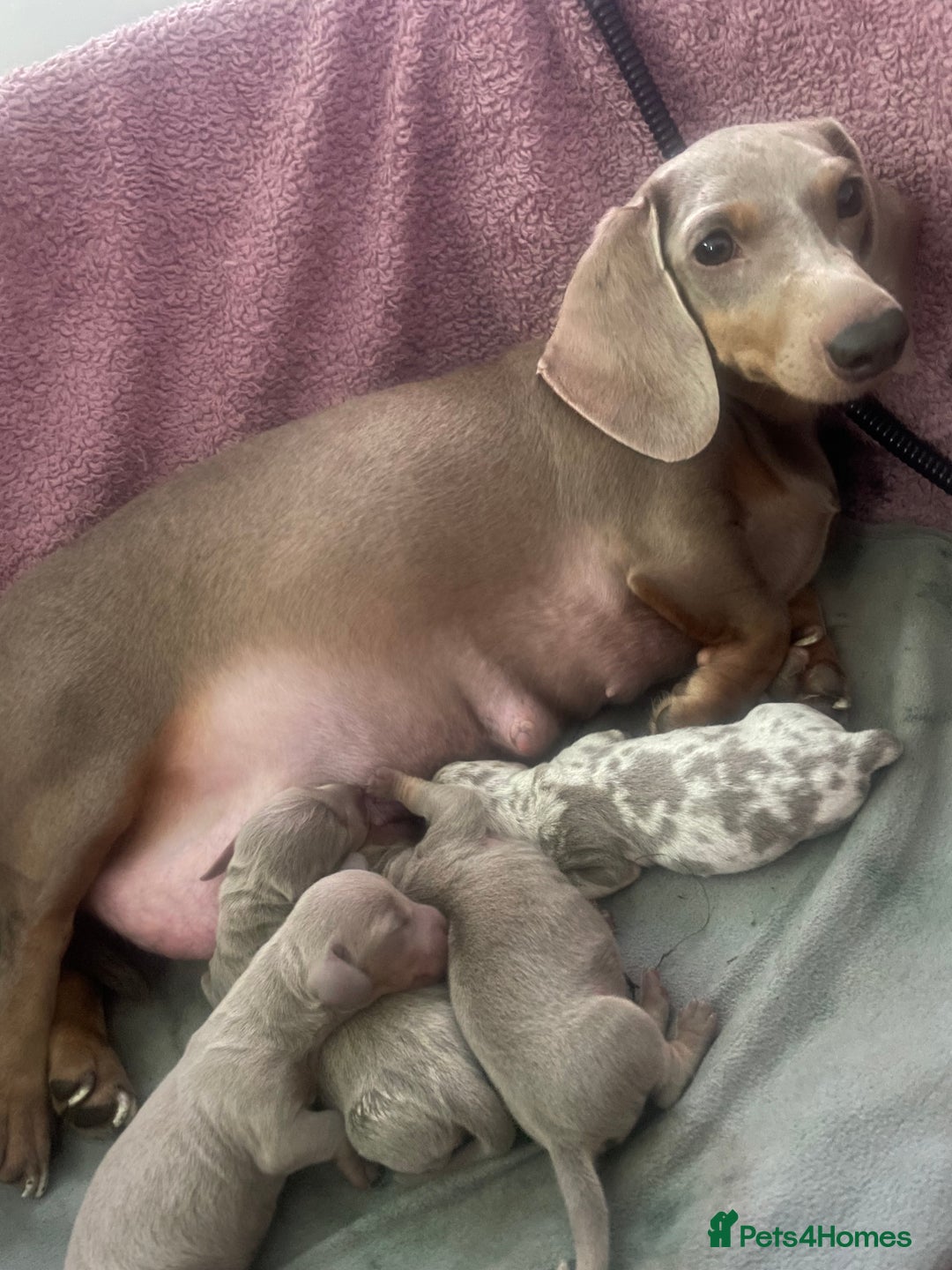 Miniature Dachshund dogs for sale: Miniature Choc tan female  - Advert 2