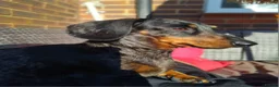 Mixed Breed dogs for sale: 5 beautiful dachshund cross brussels griffon pups  - Advert 17