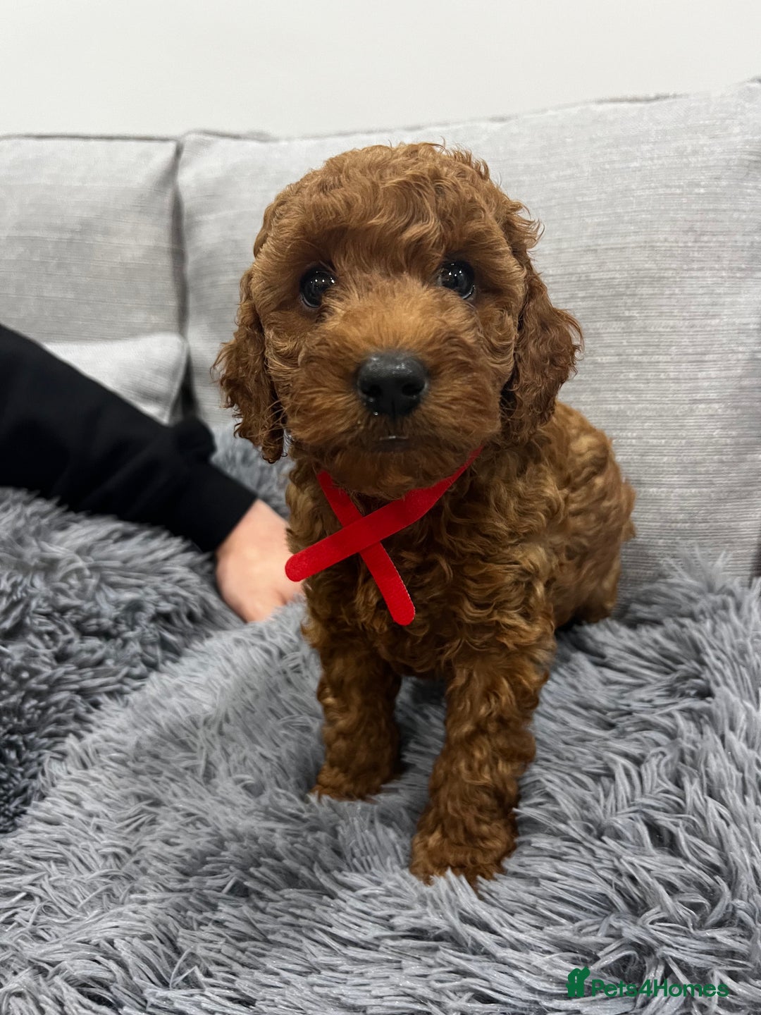Labradoodle dogs for sale: Miniature Labradoodle  - Advert 15