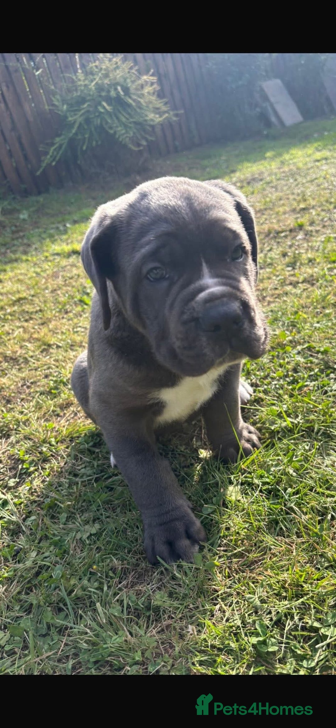 Cane Corso dogs for sale: Cane corso puppies looking for their forever homes - Image 27