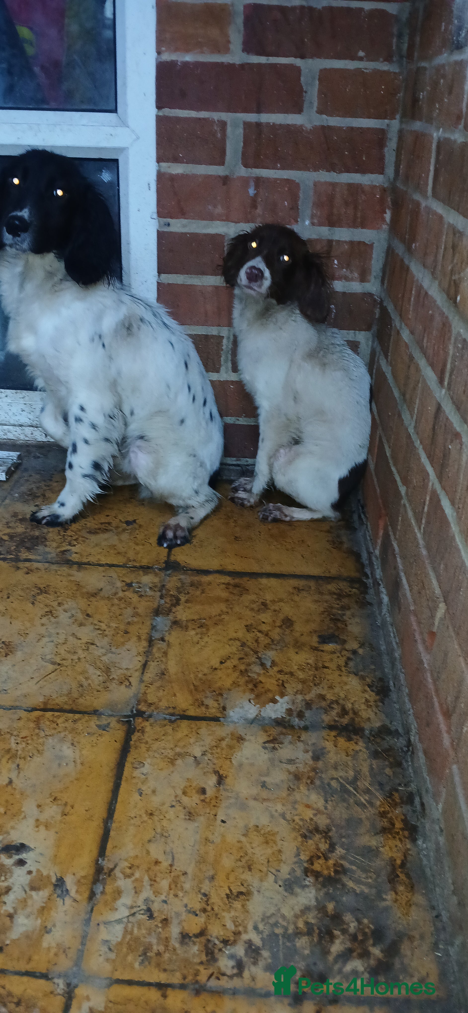 English Springer Spaniel dogs Male springer spaniel - Advert 4