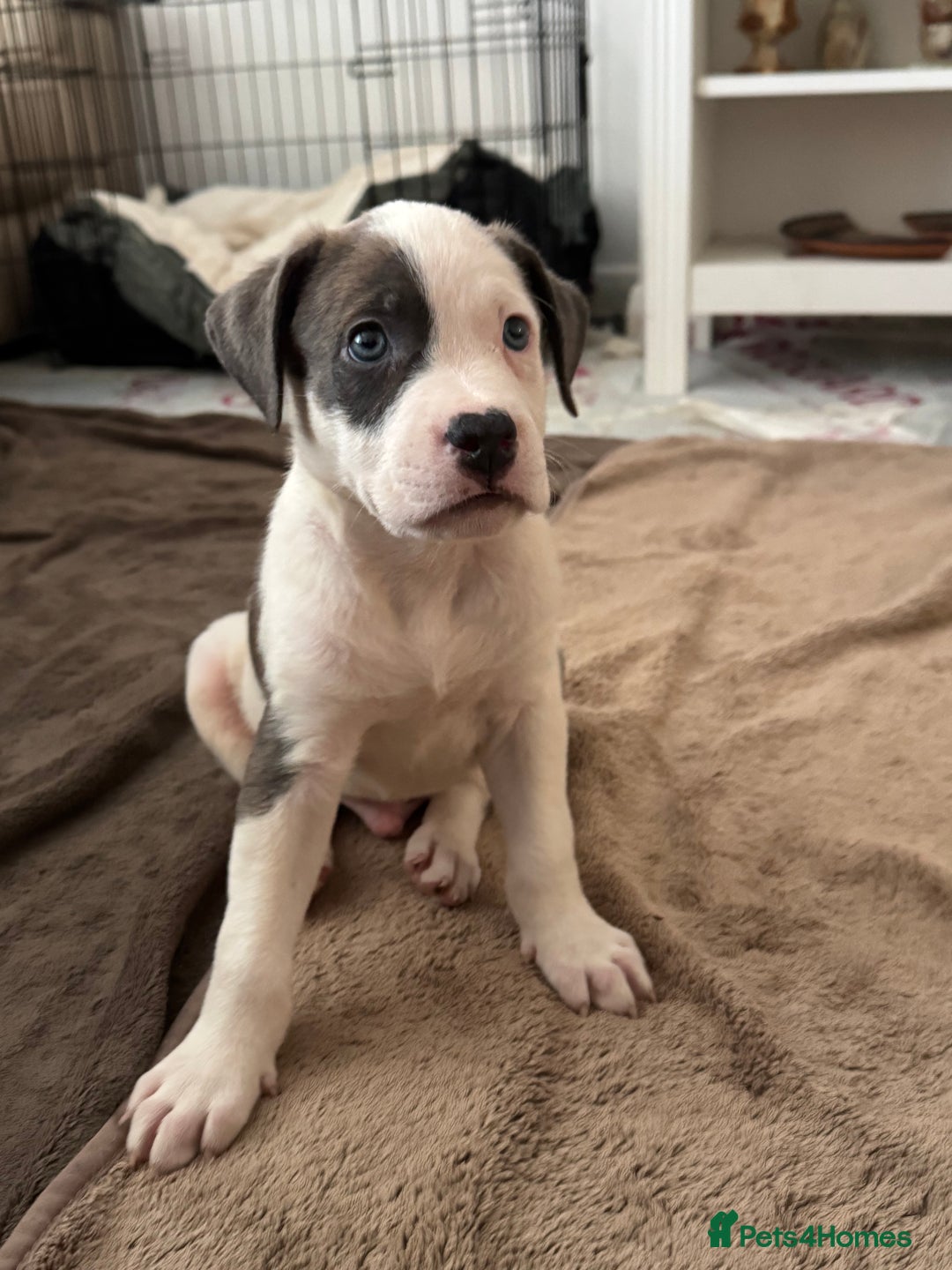 American Bull Staffy dogs for sale: Beautiful Home-Reared Puppies! - Advert 2