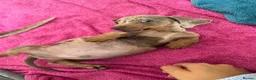 Miniature Dachshund dogs for sale: Miniature Dachshund  - Advert 7
