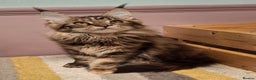 Maine Coon cats for sale: Beautiful torbie Maine Coon girls - Advert 9