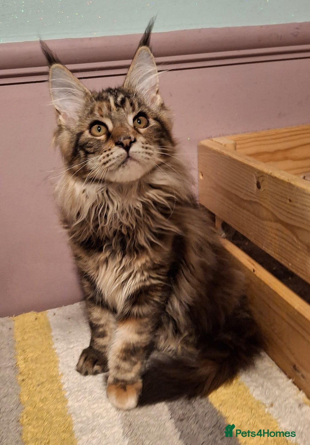 Maine Coon cats for sale: Beautiful torbie Maine Coon girls - Advert 9