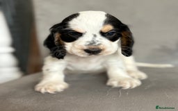Cocker Spaniel dogs for sale: Health tested cocker spaniel pups  - Image 7