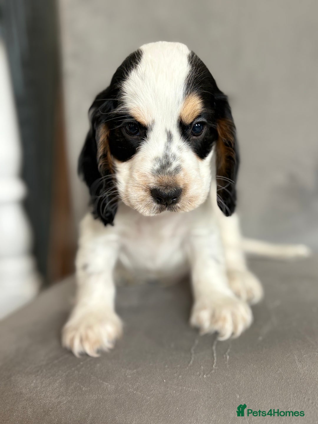 Cocker Spaniel dogs for sale: Health tested cocker spaniel pups  - Image 7