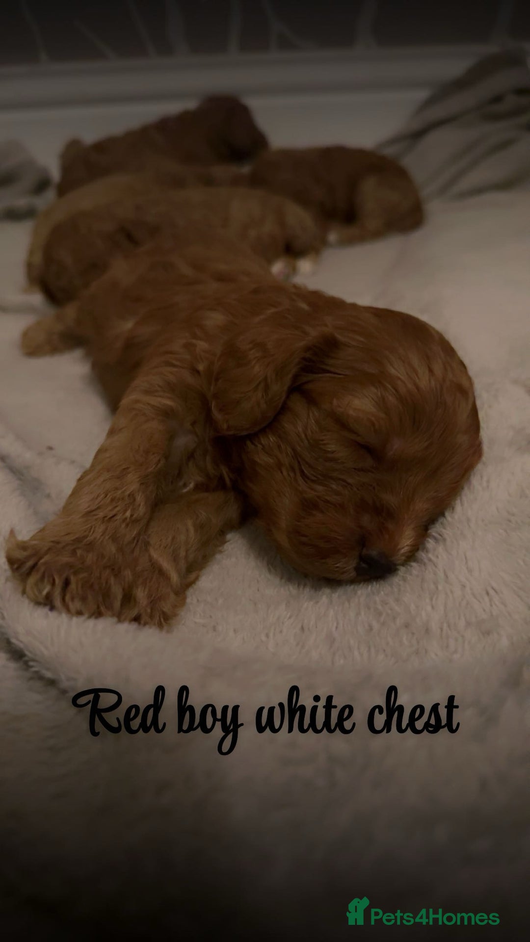 Cavapoo dogs for sale: DNA clear cavapoo puppies  - Advert 3