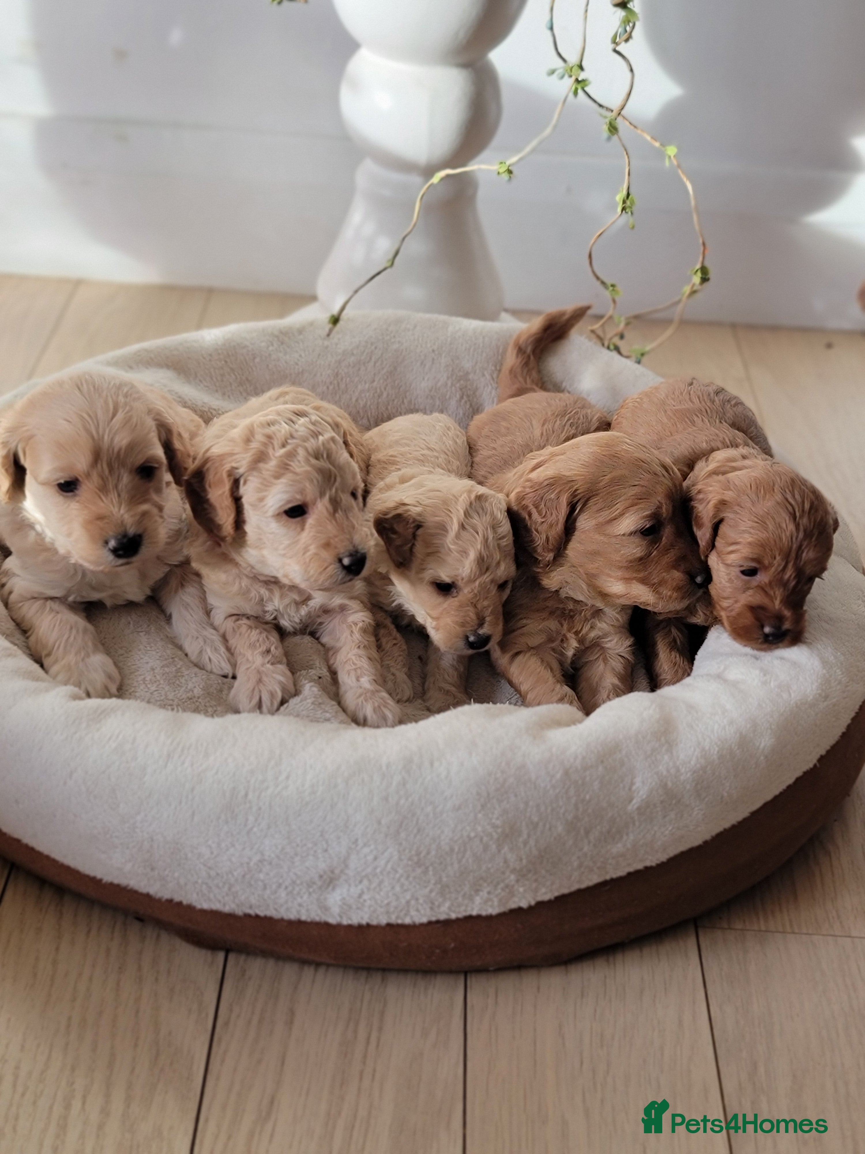 Maltipoo dogs F1b Maltipoo  - Advert 4