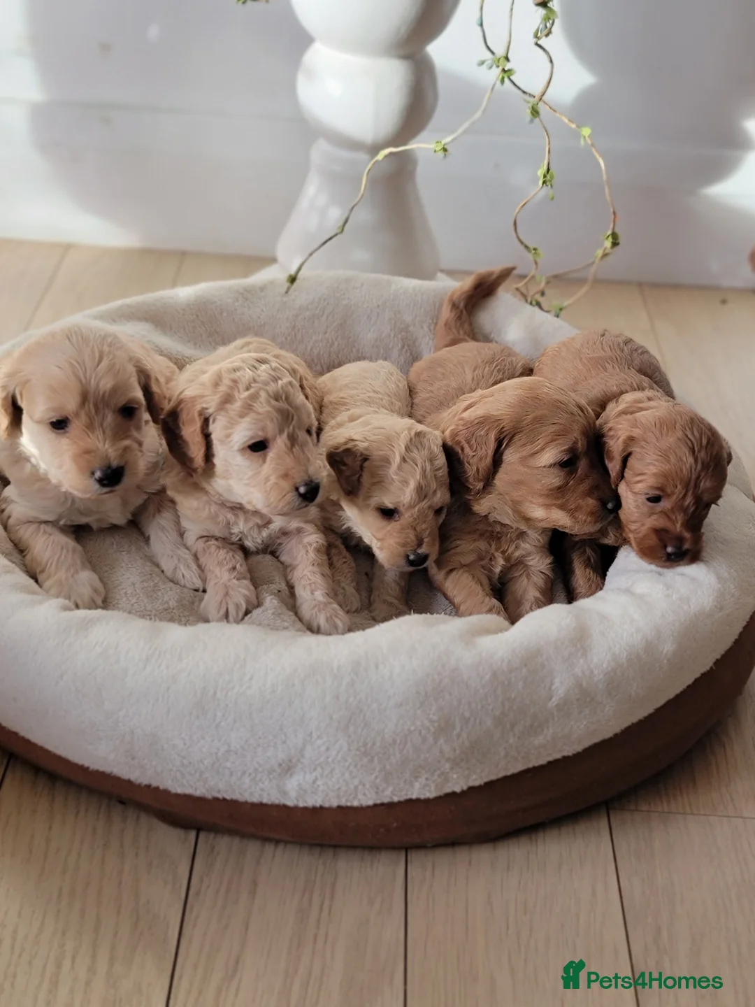 Maltipoo dogs for sale: F1b Maltipoo  - Advert 1