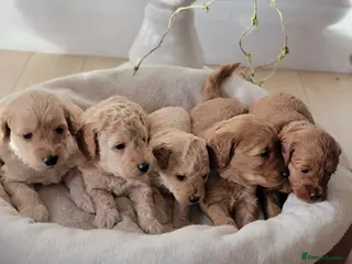 Maltipoo dogs F1b Maltipoo - Advert 4