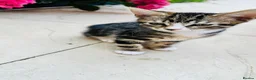 Mixed Breed cats for sale: Lovely kitten full of energy and love - Advert 12