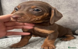 Miniature Dachshund dogs for sale: Miniature dachshunds ready now - Image 4