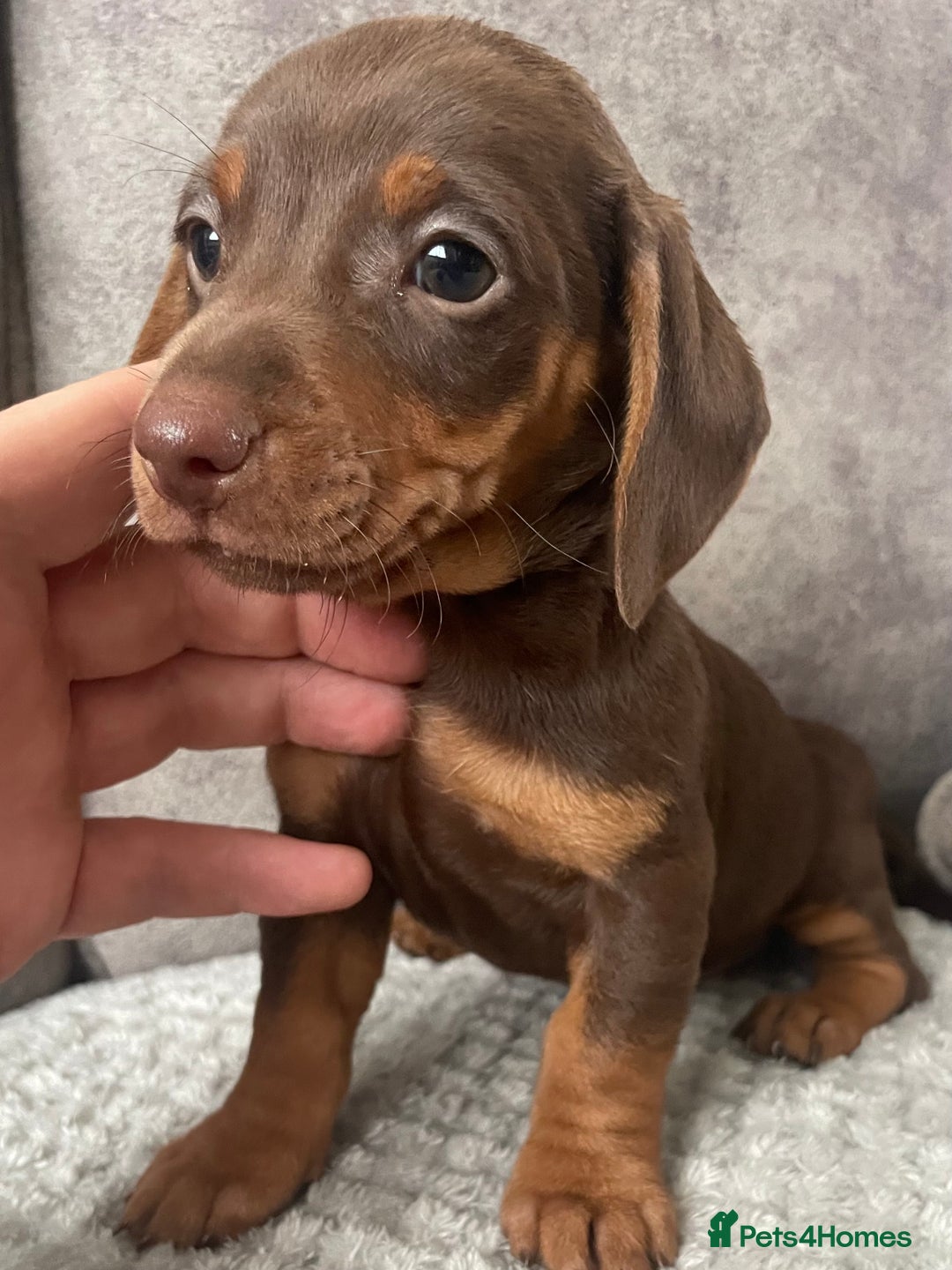 Miniature Dachshund dogs for sale: Miniature dachshunds ready now - Image 4