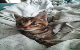 Mixed Breed cats for sale: 3 Beautiful Tabby fluffy Kittens - Image 19