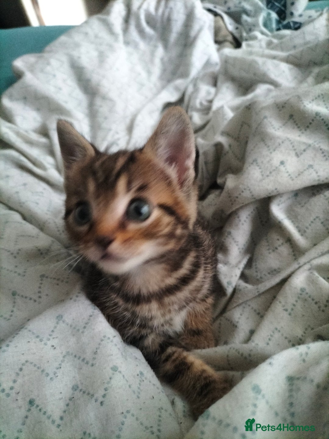 Mixed Breed cats for sale: 3 Beautiful Tabby fluffy Kittens - Image 19