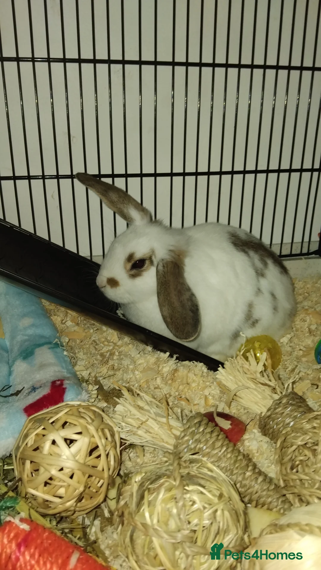 Dutch rabbits for sale: Rabbit  in Rochester - Advert 2