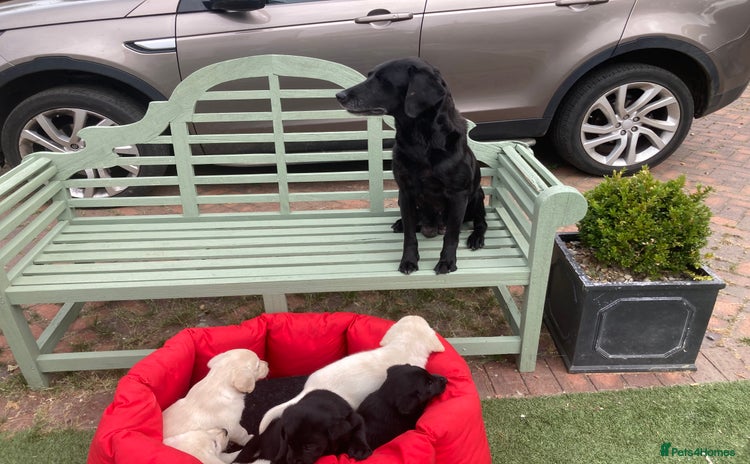 Labrador Retriever dogs - Advert 7
