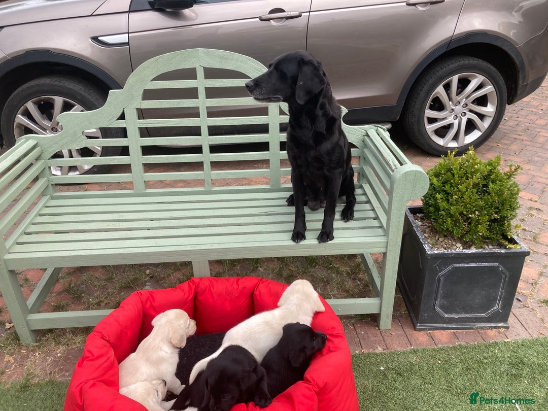 Labrador Retriever dogs for sale: Stunning Litter of Top Class Labrador Puppies - Image 1