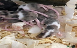 Mouse rodents for sale: Baby fancy mice dob:2nd nov - Advert 2