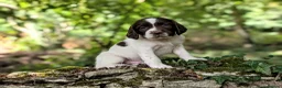 English Springer Spaniel dogs for sale: KC Registered English Springer Spaniel Puppies - Advert 10