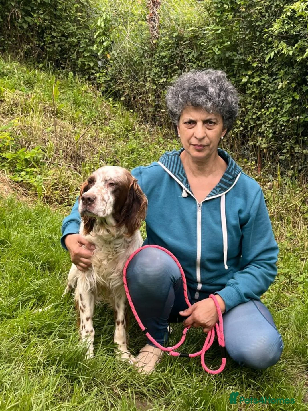 English Setter dogs for adoption: Kemon in Alfreton - Advert 8